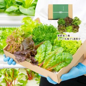 野菜 GG.SUPPLY Gift 常備野菜 7品種の贈り物 葉野菜7種 /便利 野菜 野菜セット 無農薬野菜 有機野菜 国産｜nipponmarche