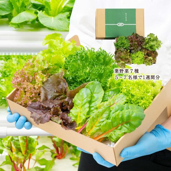 野菜 GG.SUPPLY Gift 常備野菜 7品種の贈り物 葉野菜7種 /便利 野菜 野菜セット ...