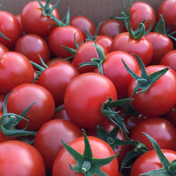 トマト くす美トマト農園 美トマト 赤 1kg /トマト 宮崎県 くす美トマト農園 青果 美トマト