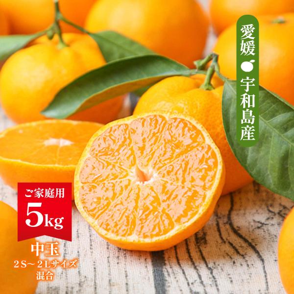 愛媛みかん フレッシュつちやま 吉田みかん 家庭用 5kg 【発送時期:9月中旬頃〜】/青果 果物 ...