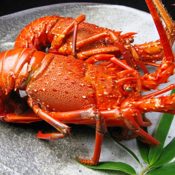 天然 伊勢海老 活〆 ボイル冷凍 約250g 2尾 伊勢エビ 冷凍【沖縄県・離島 配送不可】