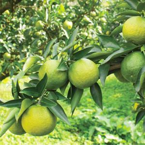 善玉菌の種 じゃばら サプリメント 粉 サプリ...の詳細画像2