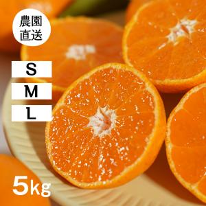 みかん 10kg (S/M/Lサイズ:早生) 甘味と酸味が調和したみかん (出荷:11