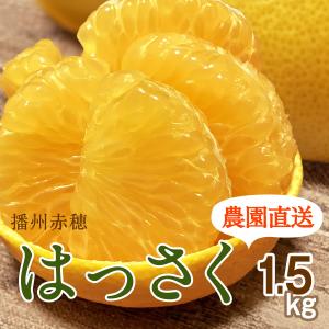 はっさく 約1.5kg (八朔) すっぱ甘くてほろ苦い、爽やかさが くせになる (出荷:1月下旬-3月)