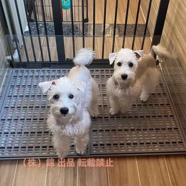 犬トイレトレー 大型犬 ペットトイレ ドッグトレートレー ワイド レギュラー しつけトレー トレーニ...