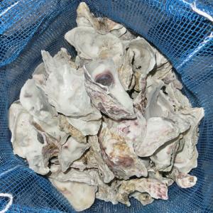 かき殻(洗浄済) 6kg前後 容積約20L 2...の詳細画像1