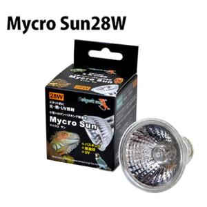 nishikigoiootani_10029533