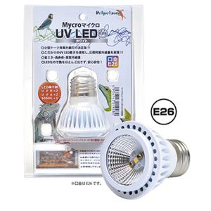 nishikigoiootani_10029920