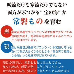 お中元 ギフト 2026 御中元 食べ物 プレ...の詳細画像3