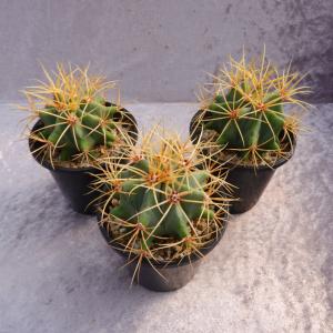 サボテン：フェロカクタス 鯱頭*全幅15cm 現品！一品限り
