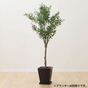 フェイクグリーン インテリアグリーン 造花 観葉植物 (180 オリーブツリーOS1807-6-1788) ニトリ｜nitori-net