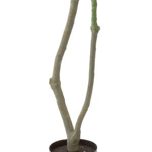 フェイクグリーン(パキラ 120cm) ニトリの詳細画像4