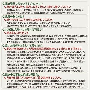 バルーンフラワー Mサイズ 生花 誕生日 花 ...の詳細画像5
