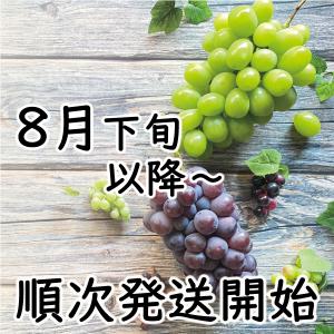 予約販売 8月下旬順次発送 シャインマスカット...の詳細画像1