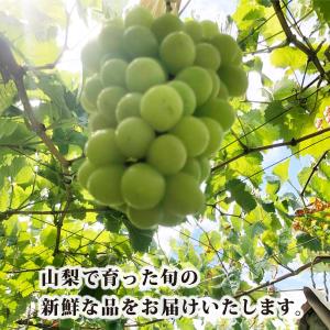 予約販売 8月下旬順次発送 シャインマスカット...の詳細画像3