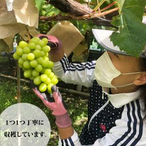 予約販売 8月下旬順次発送 シャインマスカット...の詳細画像5