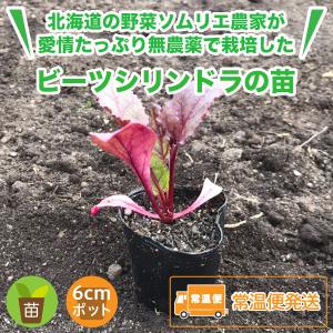ビーツ 販売の商品一覧 通販 Yahoo ショッピング