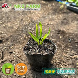 野菜の苗 空心菜 2株（ポット） 770円/農家が育てた野菜の苗をお届けします。｜nk2farm