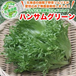 北海道産 ハンサムグリーン 1玉 西洋野菜／北海道で野菜ソムリエの資格を持つ農家直送の野菜｜nk2farm