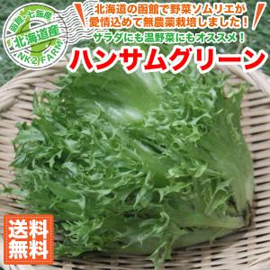 北海道産 ハンサムグリーン 5玉セット 送料無料 西洋野菜／北海道で野菜ソムリエの資格を持つ農家直送の野菜｜nk2farm