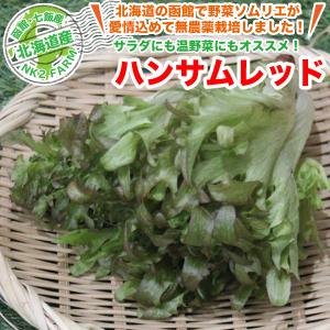 北海道産 ハンサムレッド 1玉 西洋野菜／北海道で野菜ソムリエの資格を持つ農家直送の野菜｜nk2farm