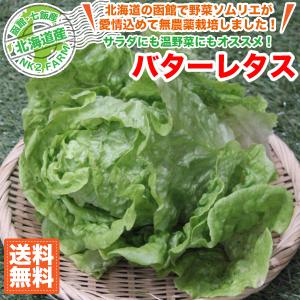 北海道産 バターレタス 5玉セット 送料無料 西洋野菜／北海道で野菜ソムリエの資格を持つ農家直送の野菜｜nk2farm