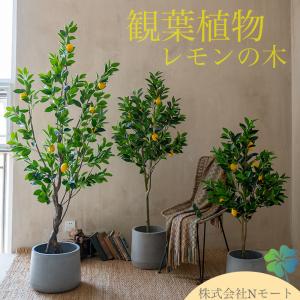 ふるさと納税 朝倉市 大きいサイズ レモンの木鉢植え(陶器鉢グレー直径