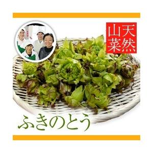 【2024年予約販売】天然山菜 ふきのとう 500g(採取者・笑顔の里)新潟｜nn-2