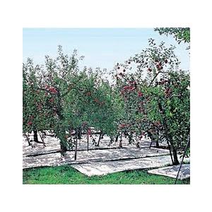 強力アルミ反射クロスシート（有孔）1.5mX50m