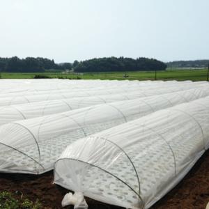 農業用マルチシート サンシャット白黒 長さ200m×厚さ0.021mm×幅95cm