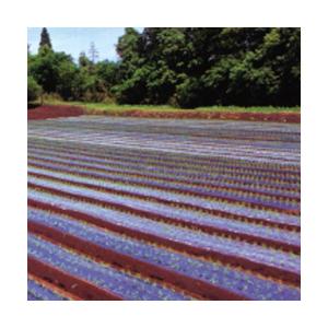 農業用マルチシート グリーンマルチダーク 長さ200m×厚さ0.02mm×幅95cm