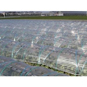 直送品 トンネル栽培用PO 穴あきトンネル 厚さ0.05mm×長さ100m×孔3列