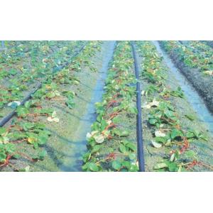 ネオドリップ・M専用継手 中間保持具 100個入 WB6912 灌水チューブ