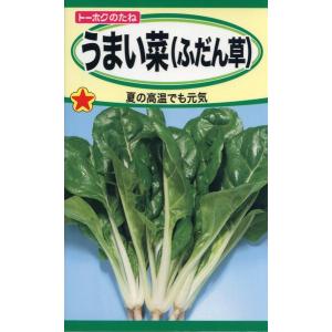 フダンソウの種　うまい菜　（ふだん草）　15ml　品番1161　種子　たね