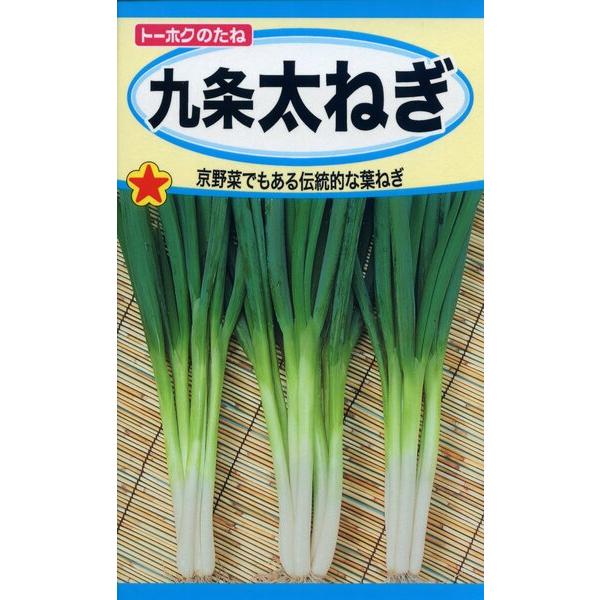 ネギの種　九条太ねぎ　7ml　品番2211　種子　たね
