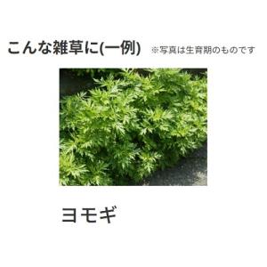 ネコソギトップF粒剤 10kgの詳細画像3