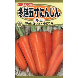 サニーレタス レタスの種 サニーレタス 3ml 品番3479 種子 たね : 日本農業