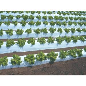 土壌消毒】マルチ180cm×200m×3本