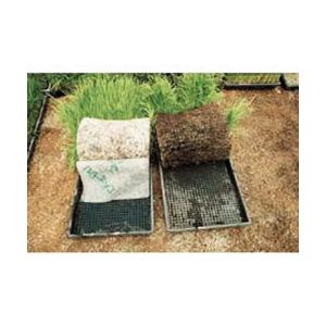 カルネッコ　100枚入