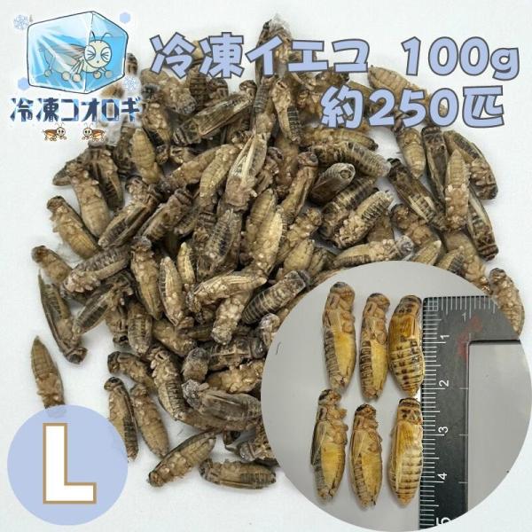 冷凍コオロギ Lサイズ 100ｇ 約250匹 生産者直販売 冷凍餌 ヨーロッパイエコオロギ