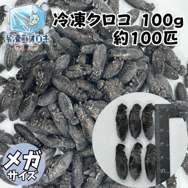 冷凍クロコ メガサイズ 100ｇ 約100匹 生産者直販売 冷凍コオロギ