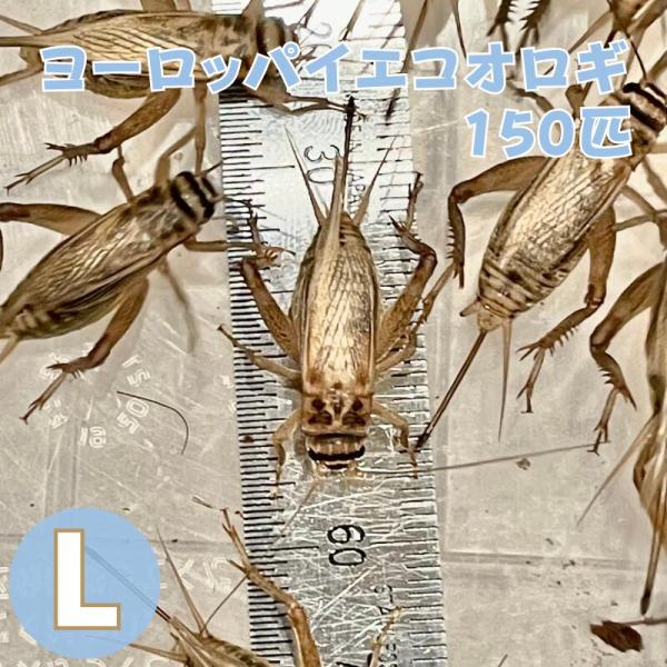 ヨーロッパイエコオロギ Lサイズ 成虫 150匹 生餌 生産者直販売
