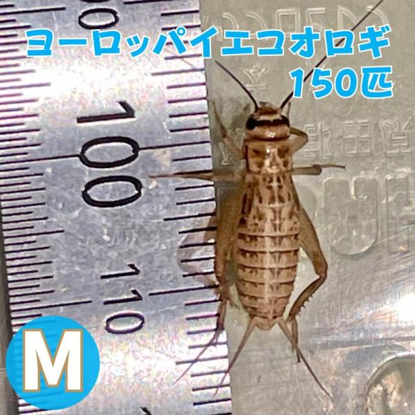 ヨーロッパイエコオロギ Mサイズ 150匹 生餌 生産者直販売