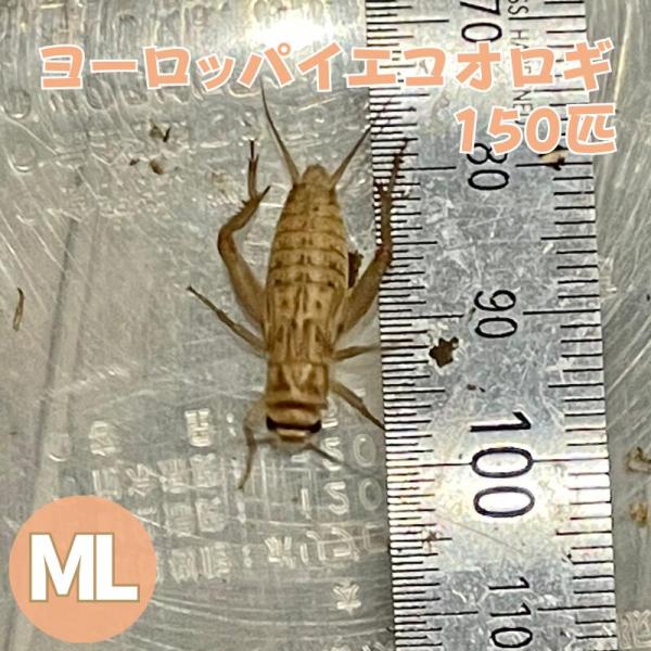 ヨーロッパイエコオロギ MLサイズ 150匹  生産者直販売