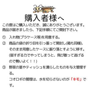 ヨーロッパイエコオロギ MLサイズ 150匹 ...の詳細画像3