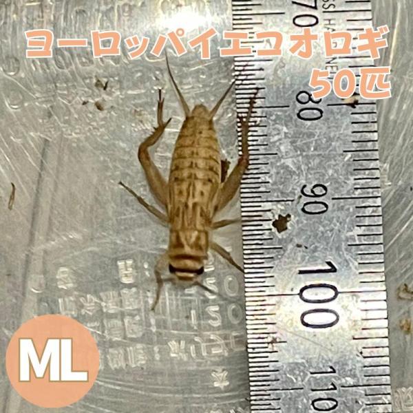 ヨーロッパイエコオロギ MLサイズ 50匹 生餌 生産者直販売