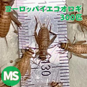 ヨーロッパイエコオロギ SMサイズ MSサイズ 300匹 生餌 生産者直販売 爬虫類 両生類 餌 カナヘビ 大型魚 ヤモリ カエル レオパ フトアゴヒゲトカゲ 活餌 イエコ