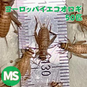 ヨーロッパイエコオロギ SMサイズ MSサイズ 50匹 生餌 生産者直販売