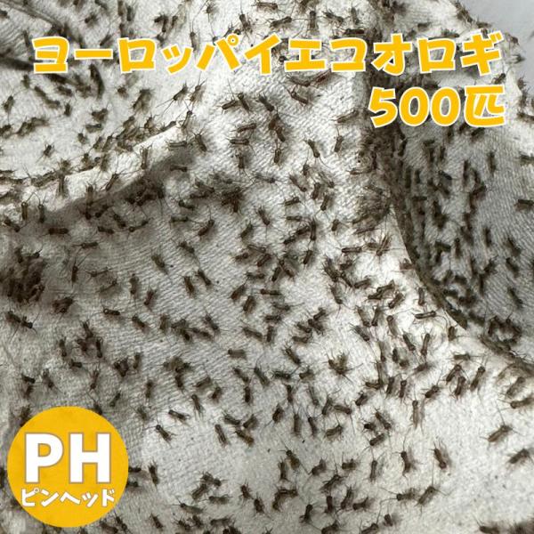 ヨーロッパイエコオロギ ピンヘッド 500匹 生餌 生産者直販売 爬虫類 両生類 餌 カエル ヤドク...