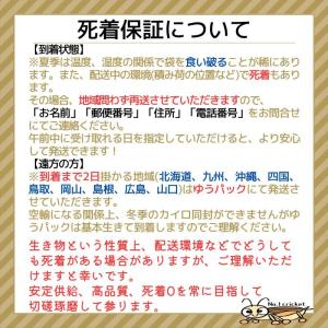 ヨーロッパイエコオロギ Sサイズ 100匹 爬...の詳細画像2